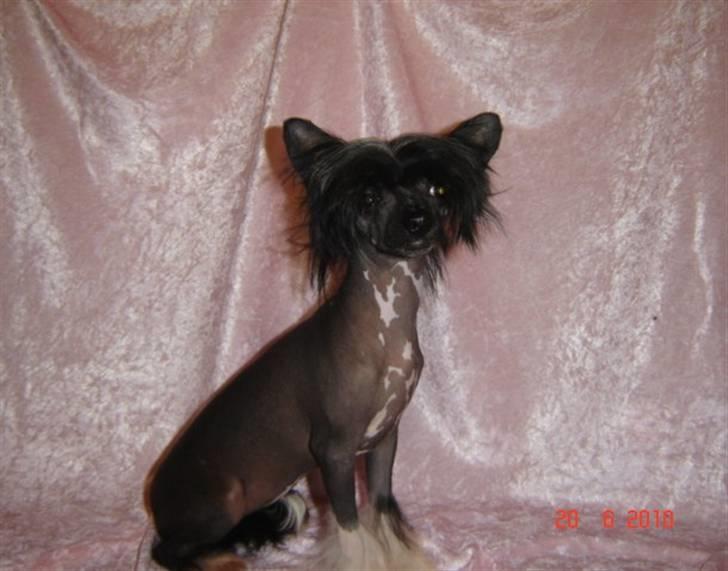 Chinese crested hårløs Belika billede 1