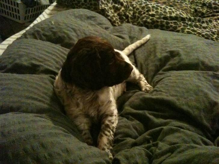 Kleiner münsterländer Sanji billede 6