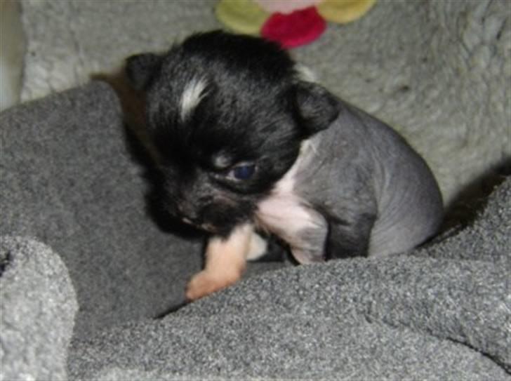 Chinese crested hårløs Belika billede 2