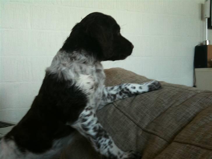 Kleiner münsterländer Sanji - Vores lille baby da vi lige havde fået ham hjem :) billede 7