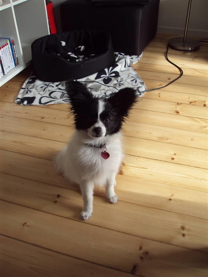 Papillon Klæstruplunds Cille - Så bedårende:-)  billede 10