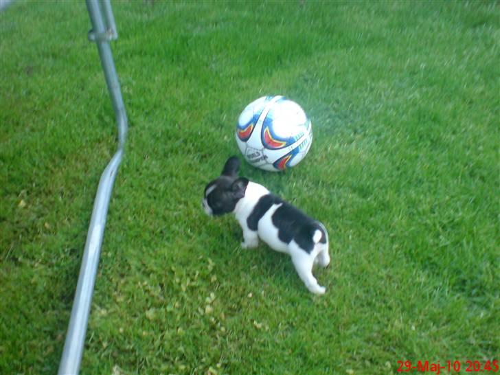 Fransk bulldog Albert - Albert 8 uger gammel  billede 2