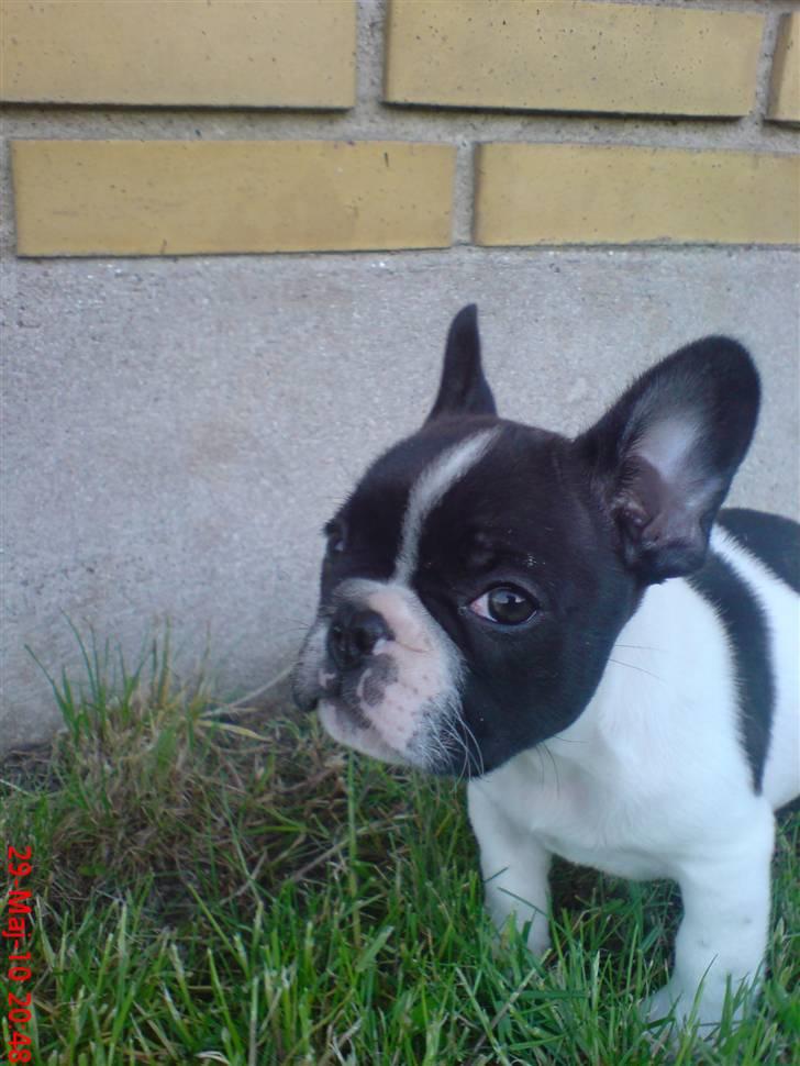 Fransk bulldog Albert - Albert 8 uger gammel billede 3