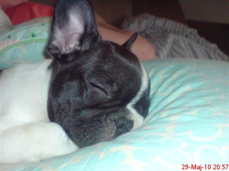 Fransk bulldog Albert - pyhh så træt man kan blive .. 8 uger  billede 4