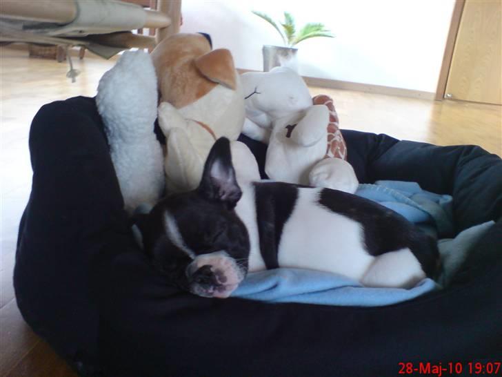 Fransk bulldog Albert - zzzzzzzzzzzzzzz billede 5