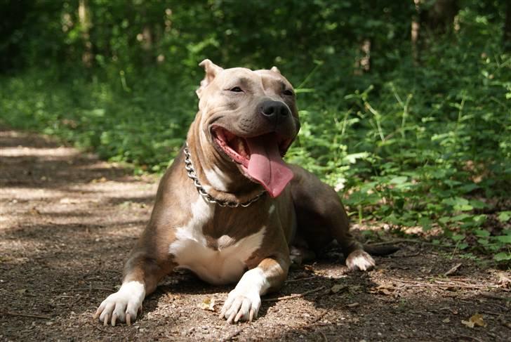 Amerikansk staffordshire terrier Aura <3 billede 1