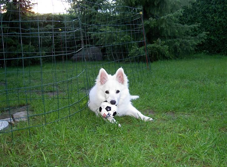 Dansk Spids Frida (Abby) - Så flot er jeg når jeg lige har været i bad billede 7