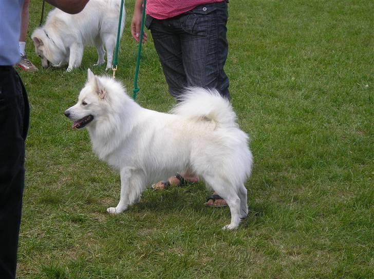 Dansk Spids Frida (Abby) - Og dette er min far, han hedder Bonus Junior. billede 9