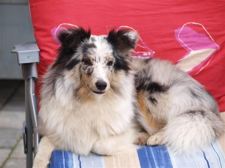 Shetland sheepdog Shenaja Blue Star On The Sky - Chicha <3 - chícha ligger på stolen og nyder det gode vejr :D  billede 7