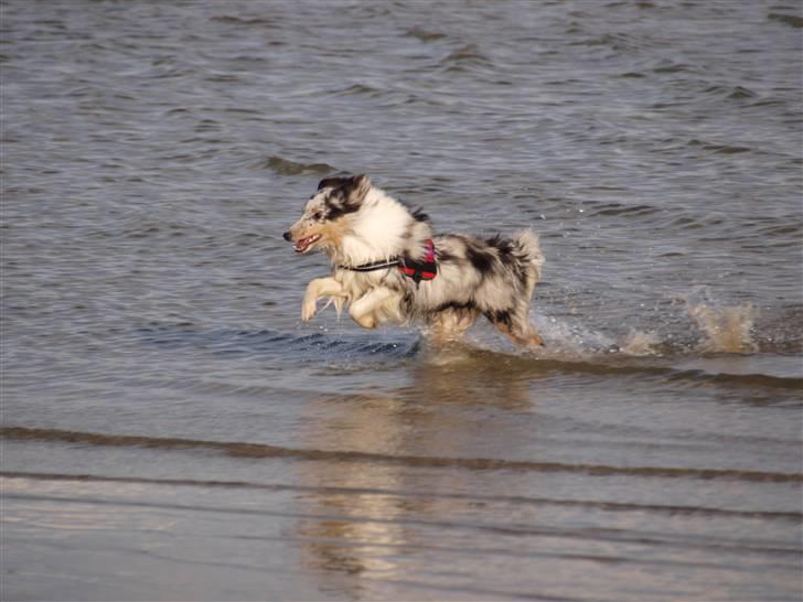Shetland sheepdog Shenaja Blue Star On The Sky - Chicha <3 - chicha der løber rundt i vandet, hun elsker virkelig at bade :-) billede 8