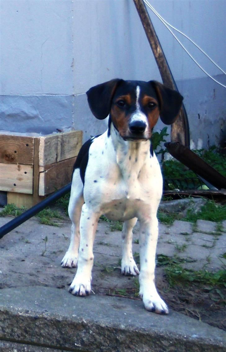 Dansk svensk gaardhund Flamme - Flamme 5 måneder billede 12