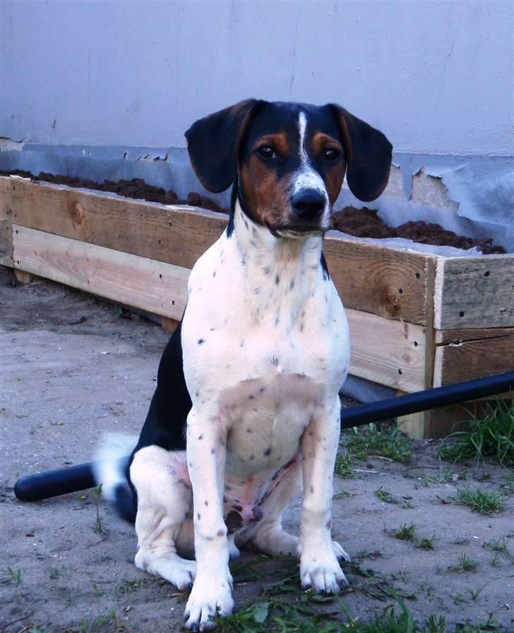 Dansk svensk gaardhund Flamme - Flamme 5 måneder billede 13