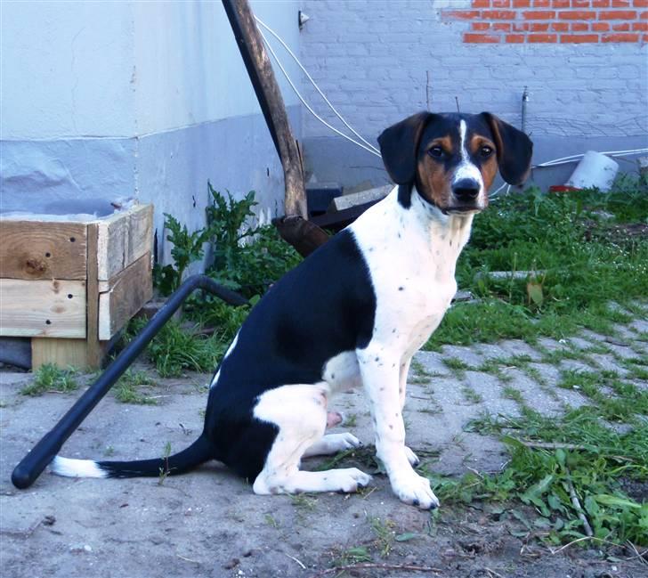 Dansk svensk gaardhund Flamme - Flamme 5 måneder billede 14