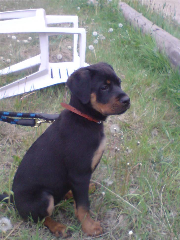 Rottweiler Mudde billede 16