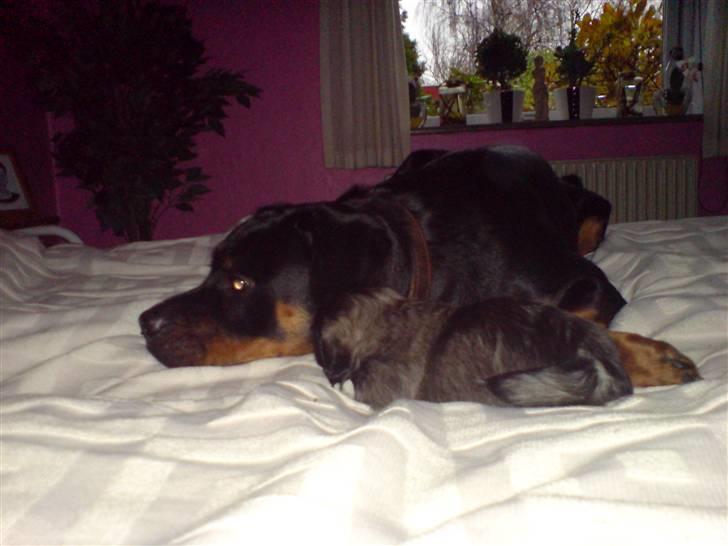 Rottweiler Mudde - Mudde tager en lur men en hvalp billede 17