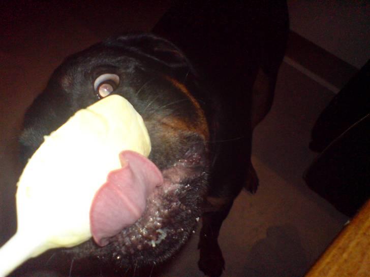 Rottweiler Mudde - Hmm mums. billede 18