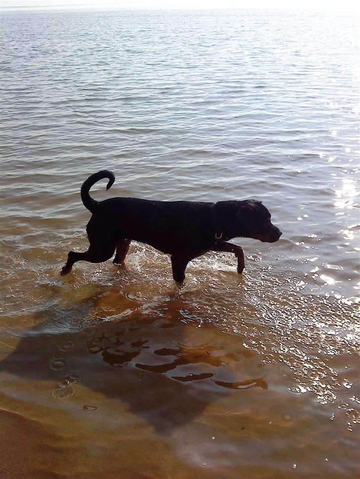 Rottweiler Mudde - En lille tur på stranden. billede 19