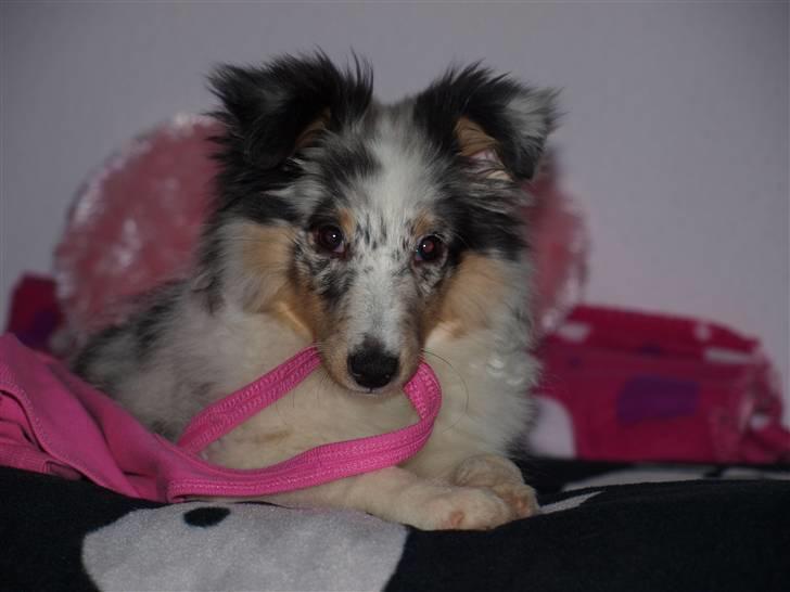 Shetland sheepdog Shenaja Blue Star On The Sky - Chicha <3 - chicha med min trøje i munden :D frække hund :* (hvalp) billede 9