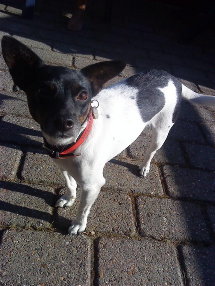 Glathåret foxterrier kiwi billede 8