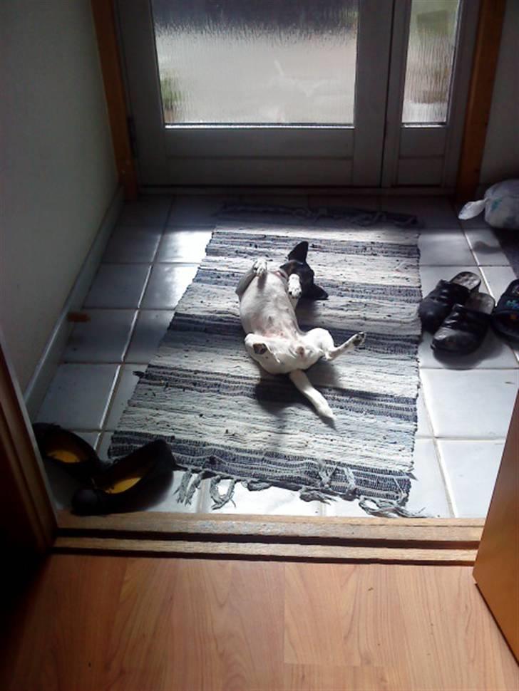 Glathåret foxterrier kiwi - mit yndlignssted ! billede 9