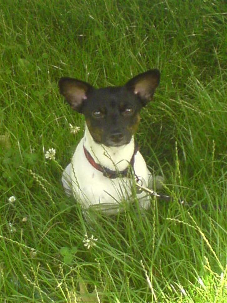 Glathåret foxterrier kiwi - smukke kiwi i; billede 11