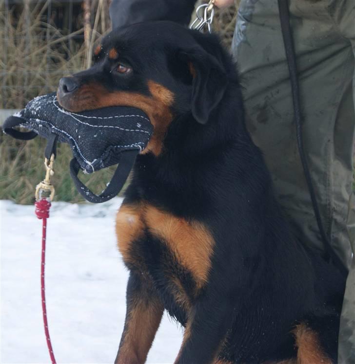 Rottweiler VOM HAUSE WENORRA HONEY - 8 mdr billede 5