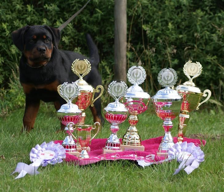 Rottweiler VOM HAUSE WENORRA HONEY - 16 UGER med alle mine smukke pokaler billede 6