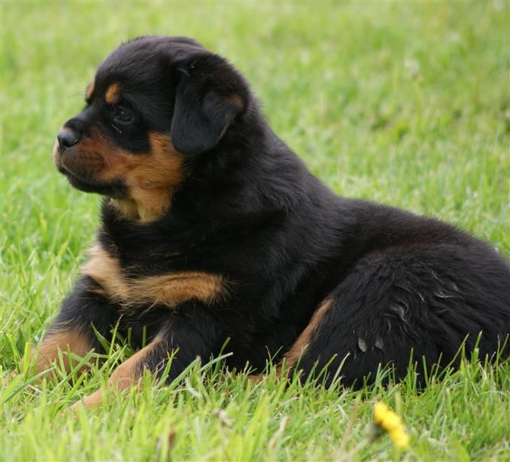 Rottweiler VOM HAUSE WENORRA HONEY - 7 UGER billede 7