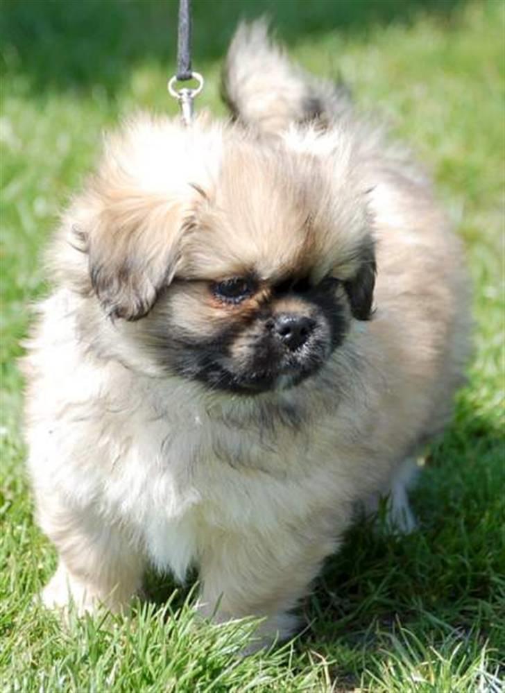 Tibetansk spaniel Chulo's Ransi  billede 2