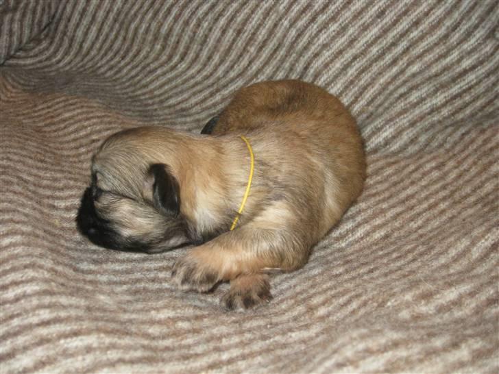 Tibetansk spaniel Chulo's Ransi  billede 3