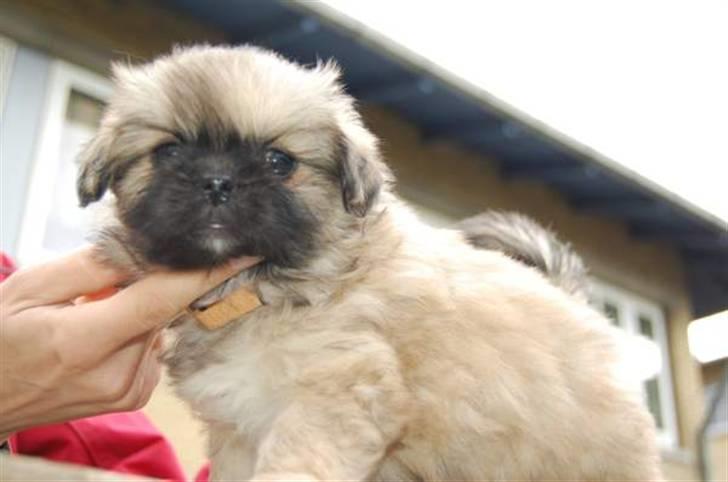 Tibetansk spaniel Chulo's Ransi  billede 4