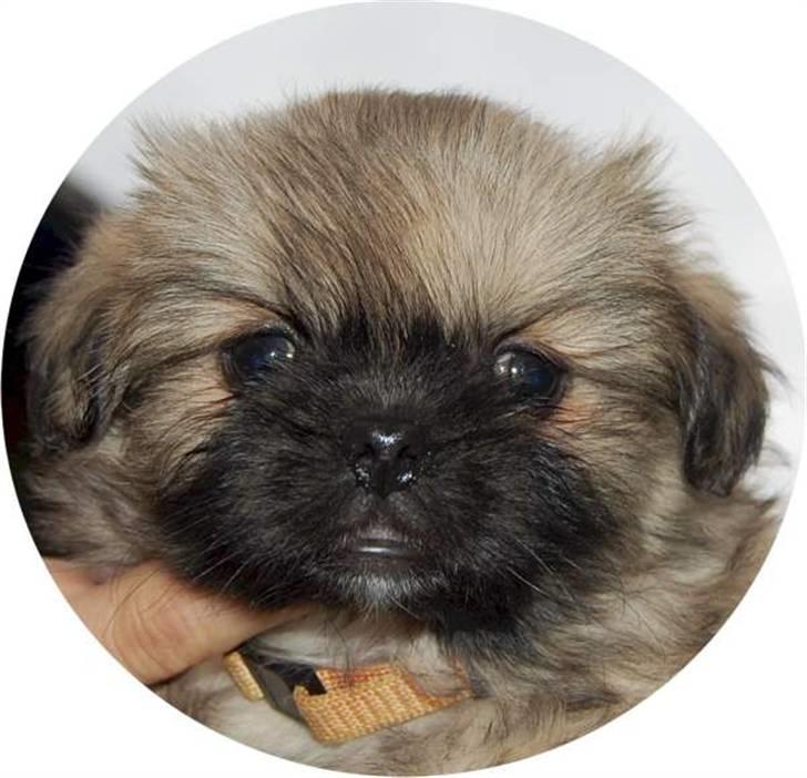 Tibetansk spaniel Chulo's Ransi  billede 5