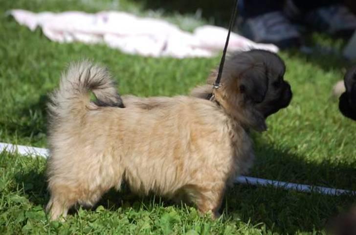 Tibetansk spaniel Chulo's Ransi  billede 6