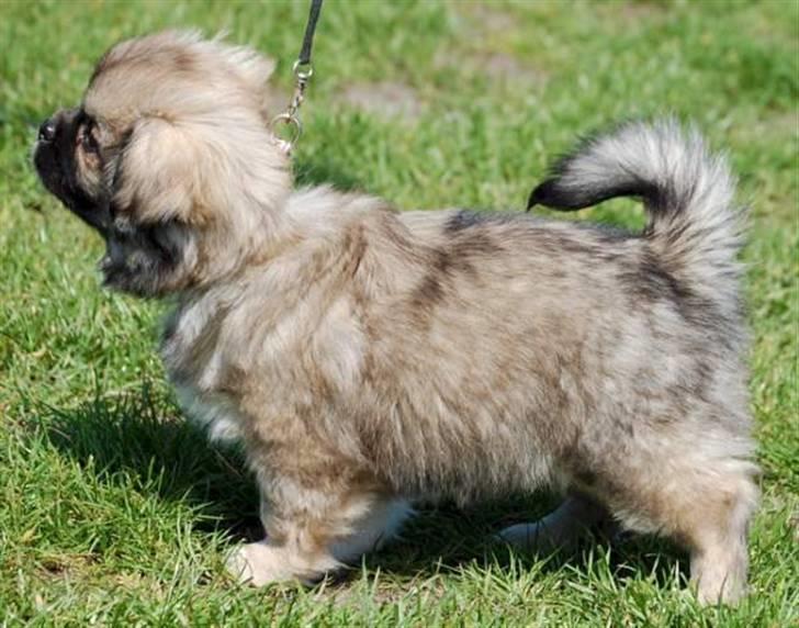 Tibetansk spaniel Chulo's Rang-Po (Rangle) billede 9