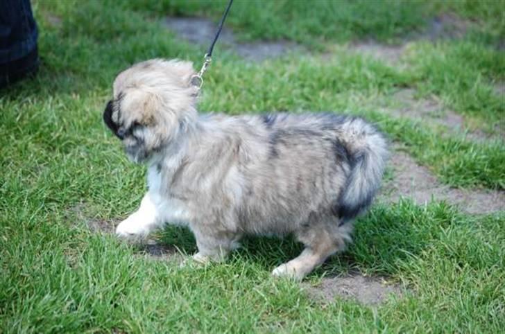 Tibetansk spaniel Chulo's Rang-Po (Rangle) billede 10