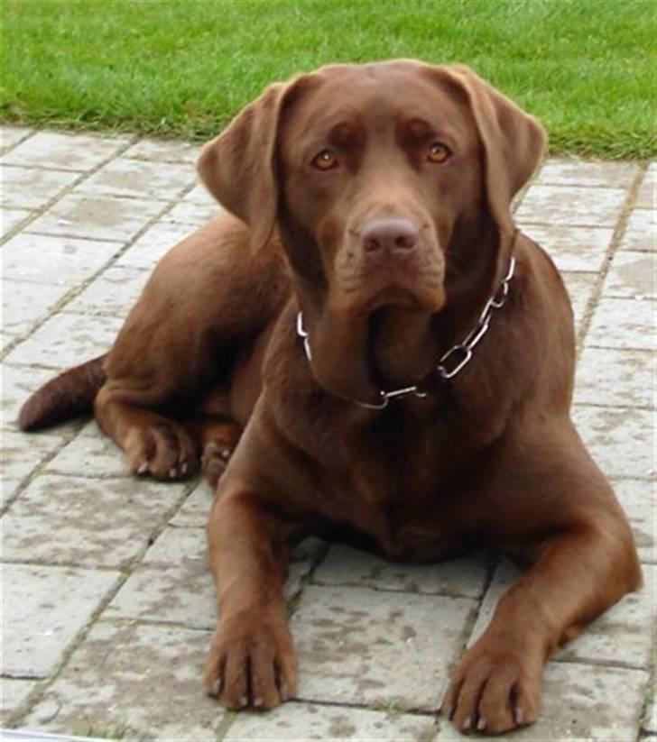 Labrador retriever Soffie billede 1