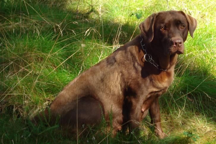 Labrador retriever Soffie billede 3