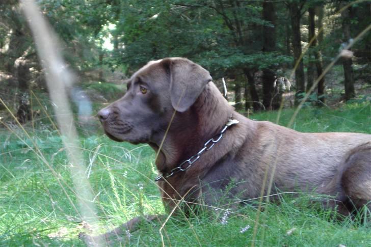 Labrador retriever Soffie billede 4