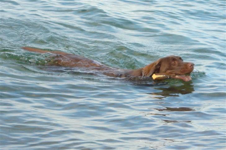Labrador retriever Soffie billede 5