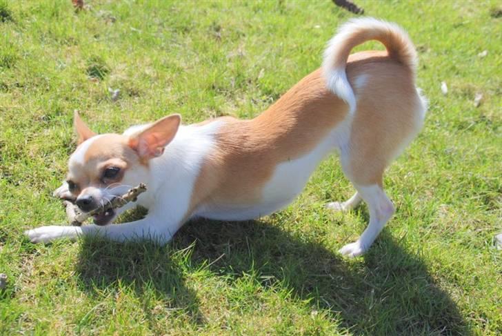 Chihuahua chihuahua flower´s Cille billede 9