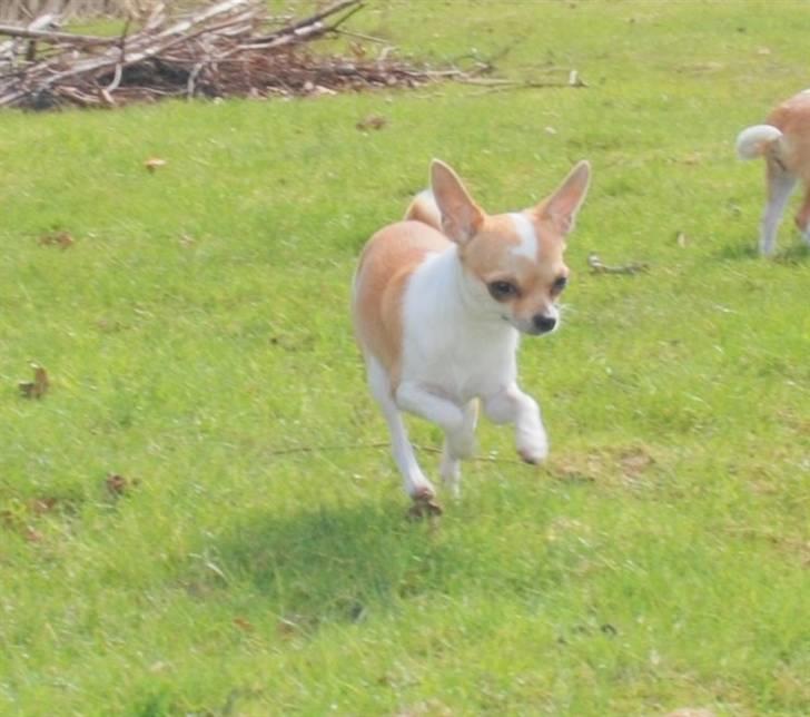 Chihuahua chihuahua flower´s Cille billede 10