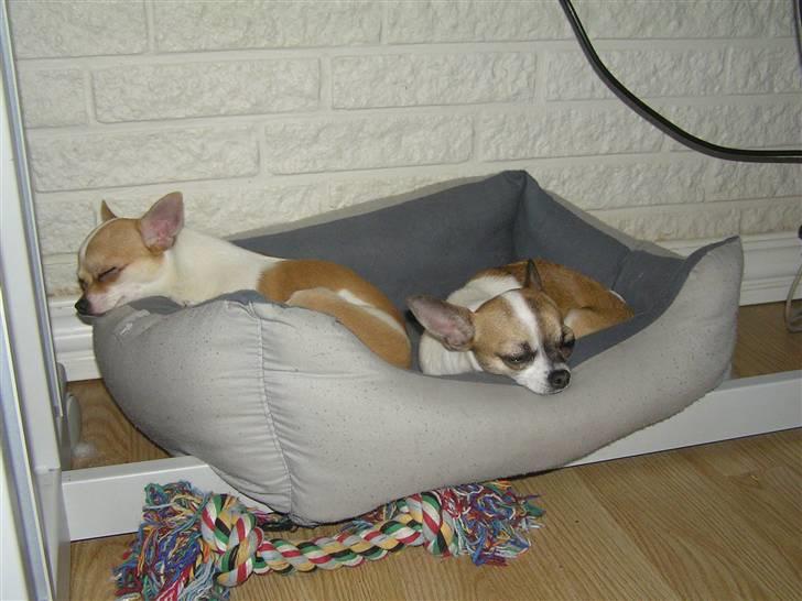 Chihuahua chihuahua flower´s Cille billede 11