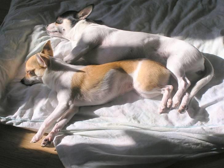 Chihuahua chihuahua flower´s Cille billede 12