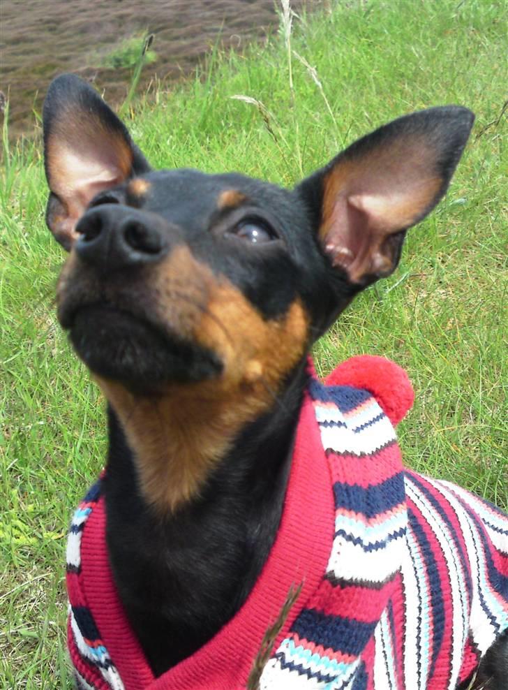 Dvaergpinscher Liva billede 1