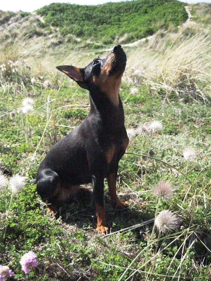 Dvaergpinscher Liva billede 2