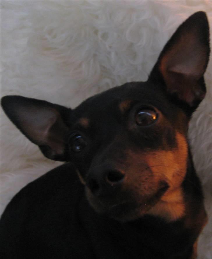 Dvaergpinscher Liva billede 3