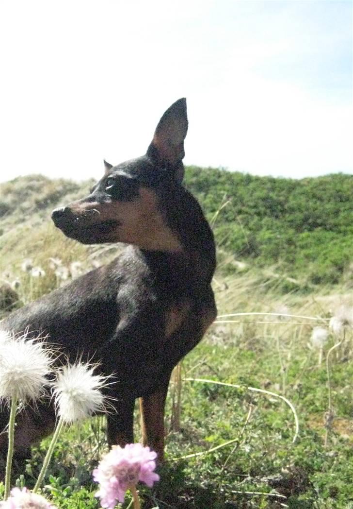 Dvaergpinscher Liva billede 4