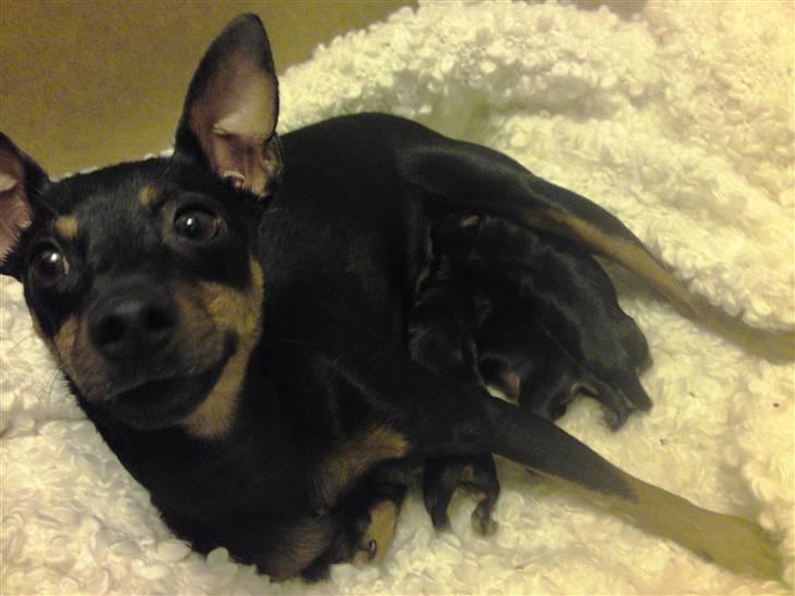 Dvaergpinscher Liva billede 5