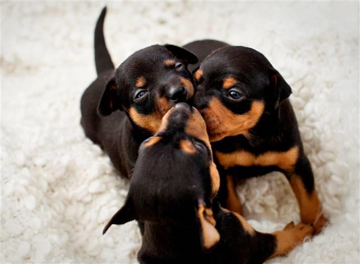 Dvaergpinscher Liva billede 6