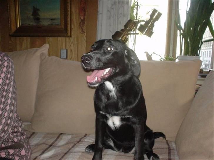 Blanding af racer Jessie - Glad og frejdig billede 1